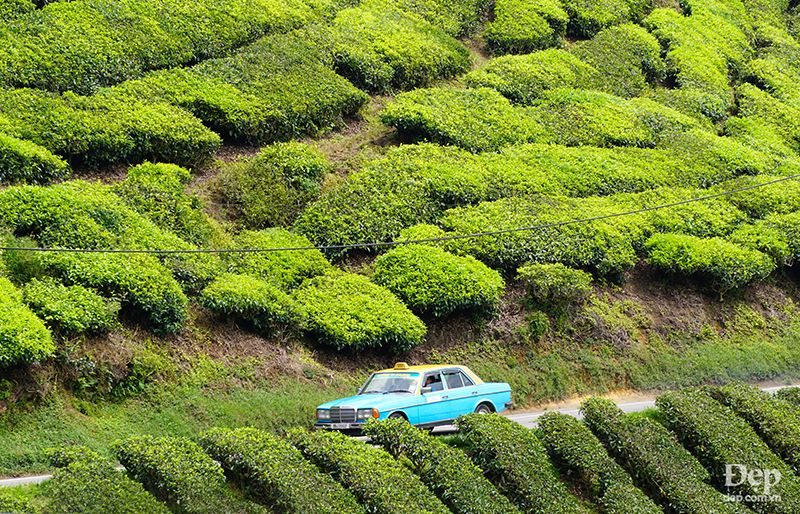 Cameron Highlands - Đồi chè xanh mướt