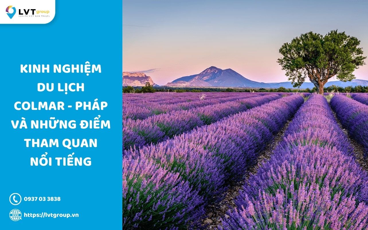 Cánh đồng hoa oải hương Provence