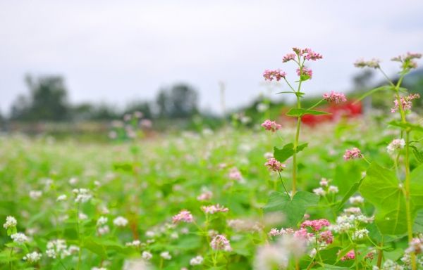 Hoành Bồ hoa tam giác mạch