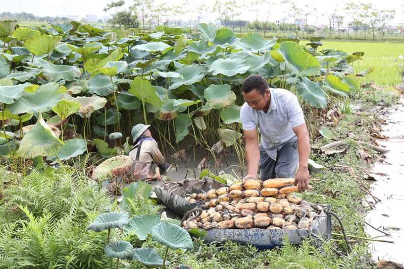 Chuyển đổi cây trồng thích ứng với biến đổi khí hậu: Hướng đến sản xuất bền vững