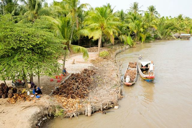 Rừng dừa Bến Tre xanh mát